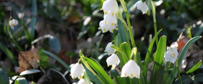 Die Natur erwacht trotz Corona